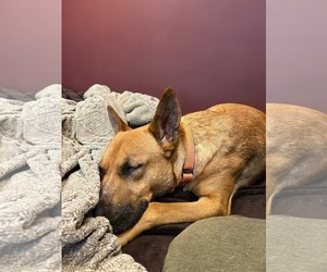 Jack Dixon - Male Carolina Dog-Unknown Mix Dog for Adoption - Photo #4