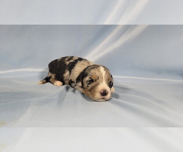 Medium Photo #32 Bernedoodle (Miniature) Puppy For Sale in BLACK FOREST, CO, USA