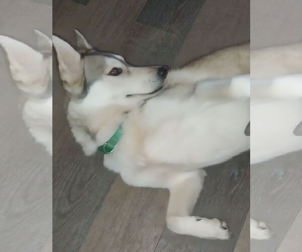 Medium Photo #1 Siberian Husky Puppy For Sale in Cumming, GA, USA