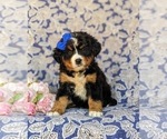Small Photo #2 Bernese Mountain Dog Puppy For Sale in HOLTWOOD, PA, USA
