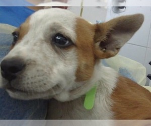 Mutt Dogs for adoption in Woodbury, NY, USA