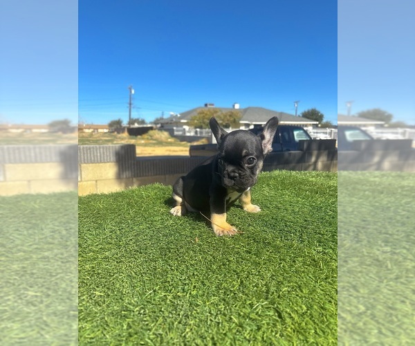 Medium Photo #18 French Bulldog Puppy For Sale in SANTA MONICA, CA, USA