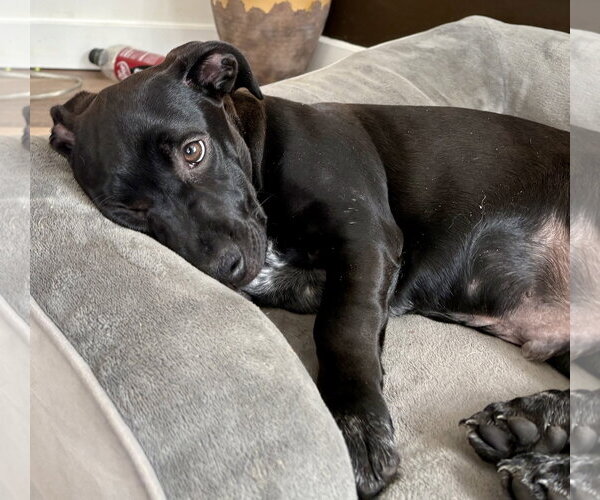 Medium Photo #2 Mutt Puppy For Sale in Brooklyn Center, MN, USA