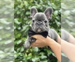 Small Photo #4 French Bulldog Puppy For Sale in BROOKLYN, NY, USA