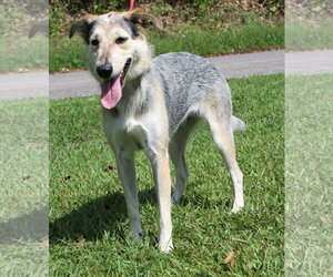 Sadie 42953 - Female Siberian Husky-Unknown Mix Dog for Adoption - Photo #4