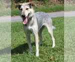 Small Photo #4 Siberian Husky-Unknown Mix Puppy For Sale in Prattville, AL, USA