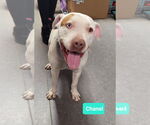 Small #1 American Staffordshire Terrier Mix