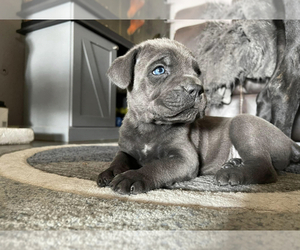 Cane Corso Puppy for sale in RIALTO, CA, USA