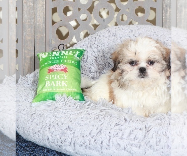 Medium Photo #3 Shih Tzu Puppy For Sale in MOUNT VERNON, OH, USA