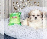 Small #2 Shih Tzu