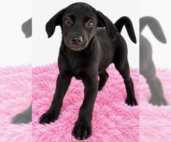 Medium Photo #1 Shepradors Puppy For Sale in Southbury, CT, USA
