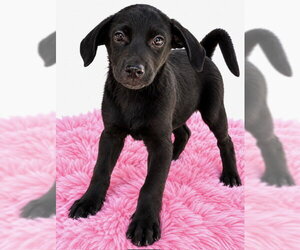 Shepradors Dogs for adoption in Southbury, CT, USA
