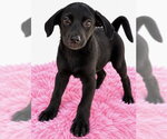 Trick Boo ~ meet me! - Female Shepradors Dog for Adoption - Small photo