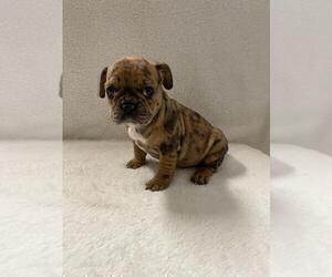 French Bulldog Puppy for sale in CHARLESTON, SC, USA