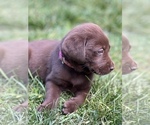 Small Photo #23 Labrador Retriever Puppy For Sale in GLADSTONE, VA, USA