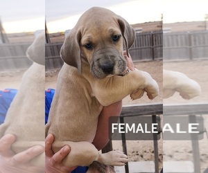 Great Dane Puppy for sale in TULIA, TX, USA