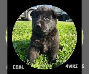 German Shepherd Dog Puppy for sale in BROOKFIELD, MO, USA