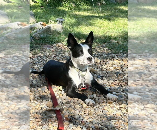 Medium Photo #3 Border Collie-Unknown Mix Puppy For Sale in Boston, MA, USA