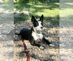 Small #2 Border Collie Mix