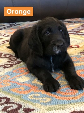 Medium Photo #5 Labradoodle Puppy For Sale in CLINTON CNTY, OH, USA