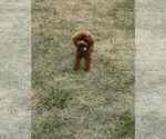 Small Photo #7 Maltipoo Puppy For Sale in WARSAW, IN, USA