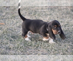 Small #2 Basset Hound