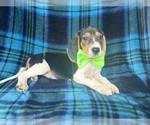 Small #8 Beagle