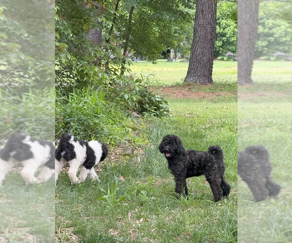 Medium Photo #11 Poodle (Standard) Puppy For Sale in ELKINS, AR, USA