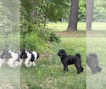 Small #2 Poodle (Standard)