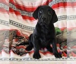 Small Photo #108 Labrador Retriever Puppy For Sale in MERIDEN, KS, USA