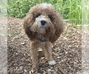 Medium Poodle (Miniature) Mix