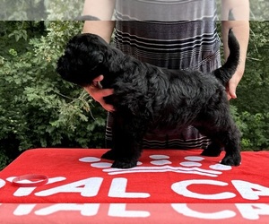 Black Russian Terrier Puppy for sale in GROVER, MO, USA