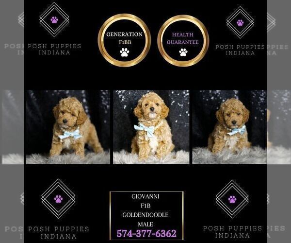 Medium Photo #122 Goldendoodle (Miniature) Puppy For Sale in WARSAW, IN, USA