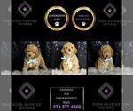 Small #1 Goldendoodle (Miniature)