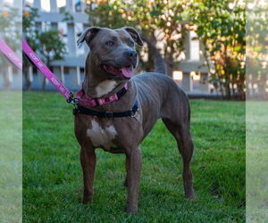 American Pit Bull Terrier-Unknown Mix Dogs for adoption in San Jose, CA, USA