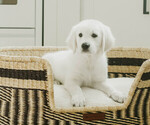 Puppy Lady English Cream Golden Retriever