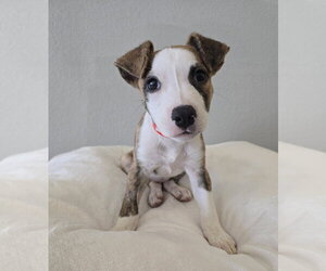 Mutt Dogs for adoption in Lakewood, CO, USA