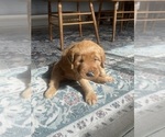 Small #16 Golden Retriever