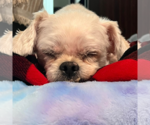 Small Photo #2 Shih Tzu Puppy For Sale in Spring Lake, NC, USA