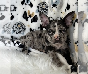 Faux Frenchbo Bulldog Puppy for sale in NOBLESVILLE, IN, USA