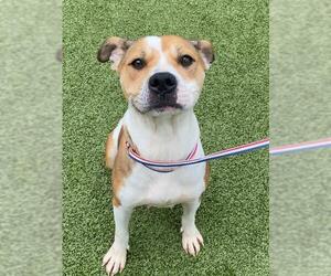 American Pit Bull Terrier-Unknown Mix Dogs for adoption in Fayetteville, NC, USA