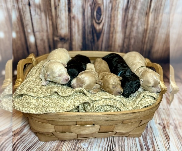 Medium Photo #41 Goldendoodle (Miniature) Puppy For Sale in HALTOM CITY, TX, USA