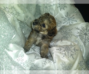 German Spitz-Poodle (Miniature) Mix Puppy for sale in STKN, CA, USA