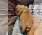 Small Photo #6 Vizsla Puppy For Sale in CLEMONS, IA, USA