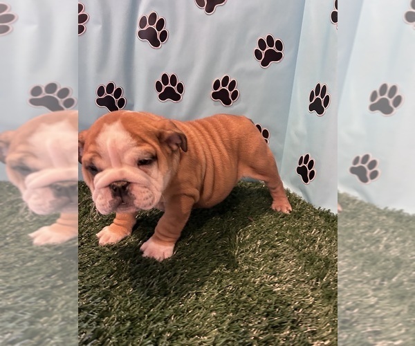 Medium Photo #3 Bulldog Puppy For Sale in BOWLING GREEN, KY, USA