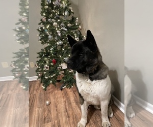 Father of the Akita puppies born on 11/11/2022