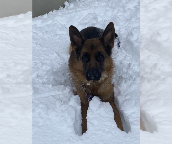 Medium Photo #1 German Shepherd Dog Puppy For Sale in WATERBURY, CT, USA