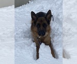 Small Photo #1 German Shepherd Dog Puppy For Sale in WATERBURY, CT, USA