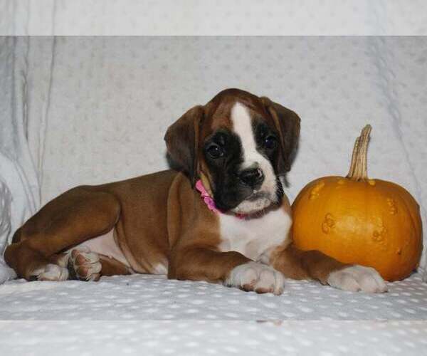 Medium Photo #3 Boxer Puppy For Sale in SHIPSHEWANA, IN, USA