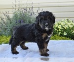 Small #4 Bernedoodle (Miniature)